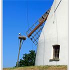 Storchennest neben Heimser Mühle