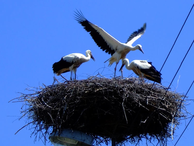 storchennest oberschlesien