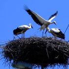 storchennest oberschlesien