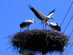 storchennest oberschlesien