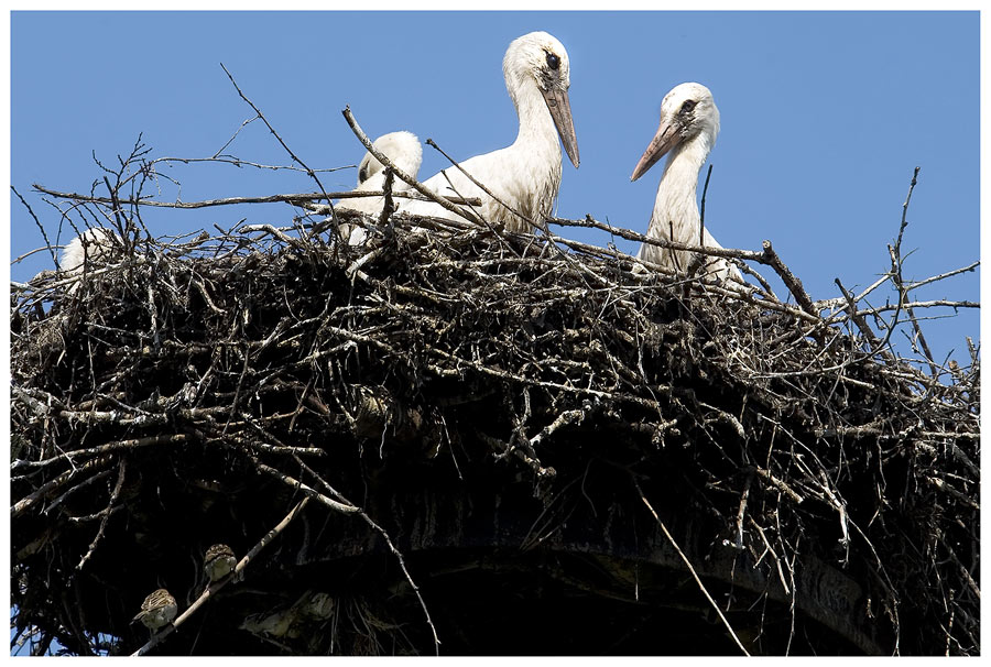 Storchennest, Spatzennest oder ...