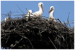 Storchennest, Spatzennest oder ...