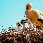 Storchennest- Tierpark Letzenberg-Malsch 