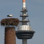 Storchennest vor dem Mannheimer Fernmeldeturm