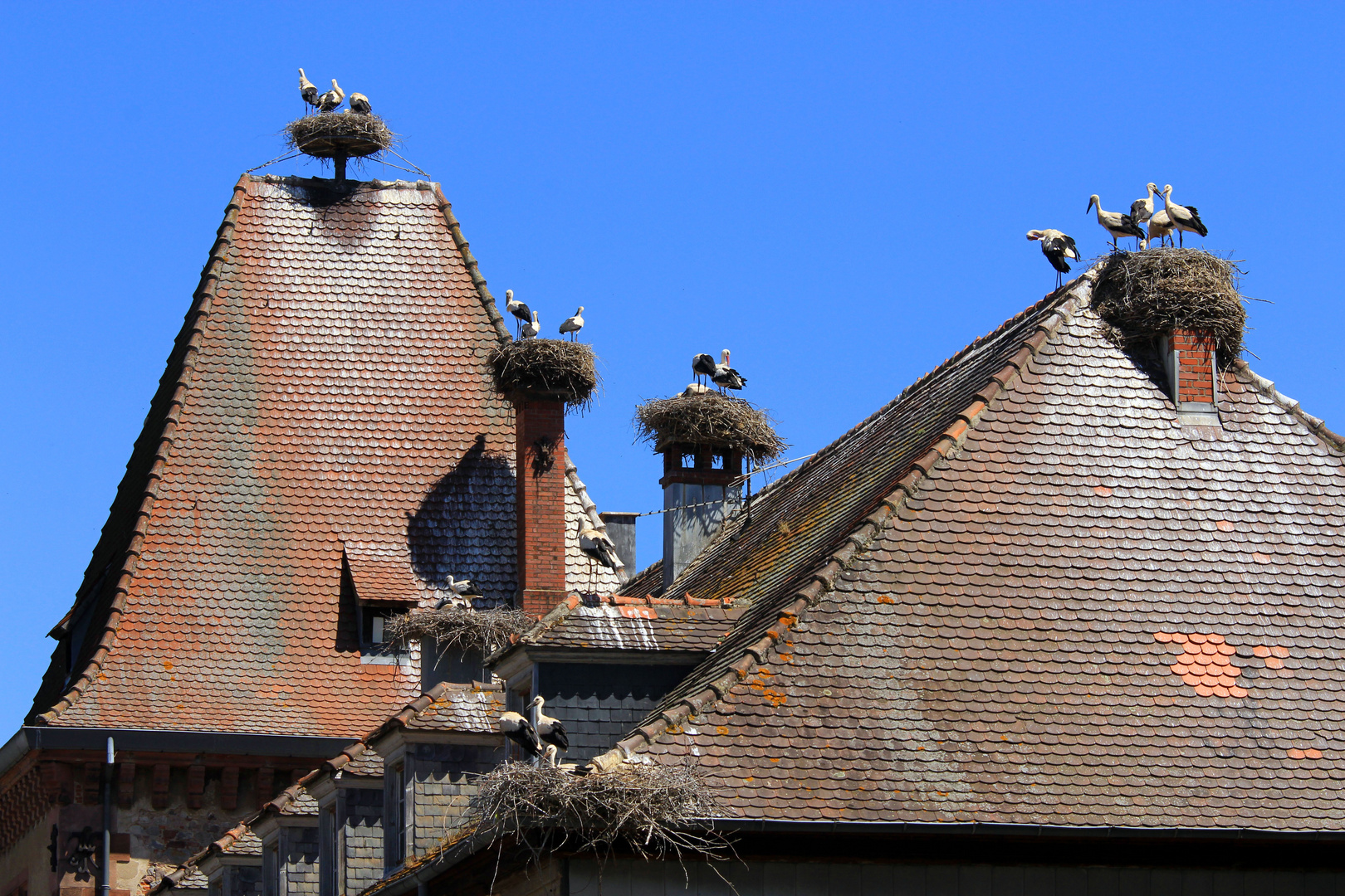 Storchennester auf dem Rathaus von Munster, Elsaß, Frankreich