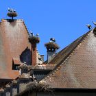 Storchennester auf dem Rathaus von Munster, Elsaß, Frankreich