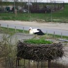 Storchennestinspektion nach der Rückkehr