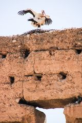 Storchenpaar abflugbereit maroc-02