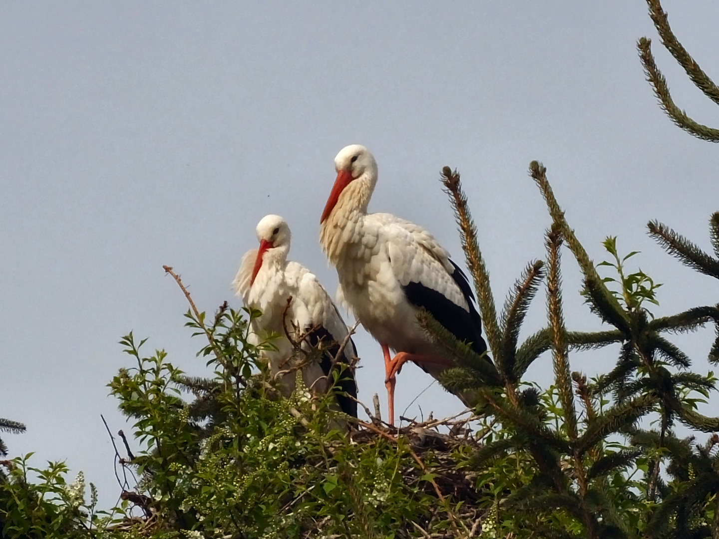 Storchenpaar am Nest