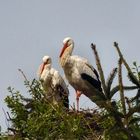 Storchenpaar am Nest