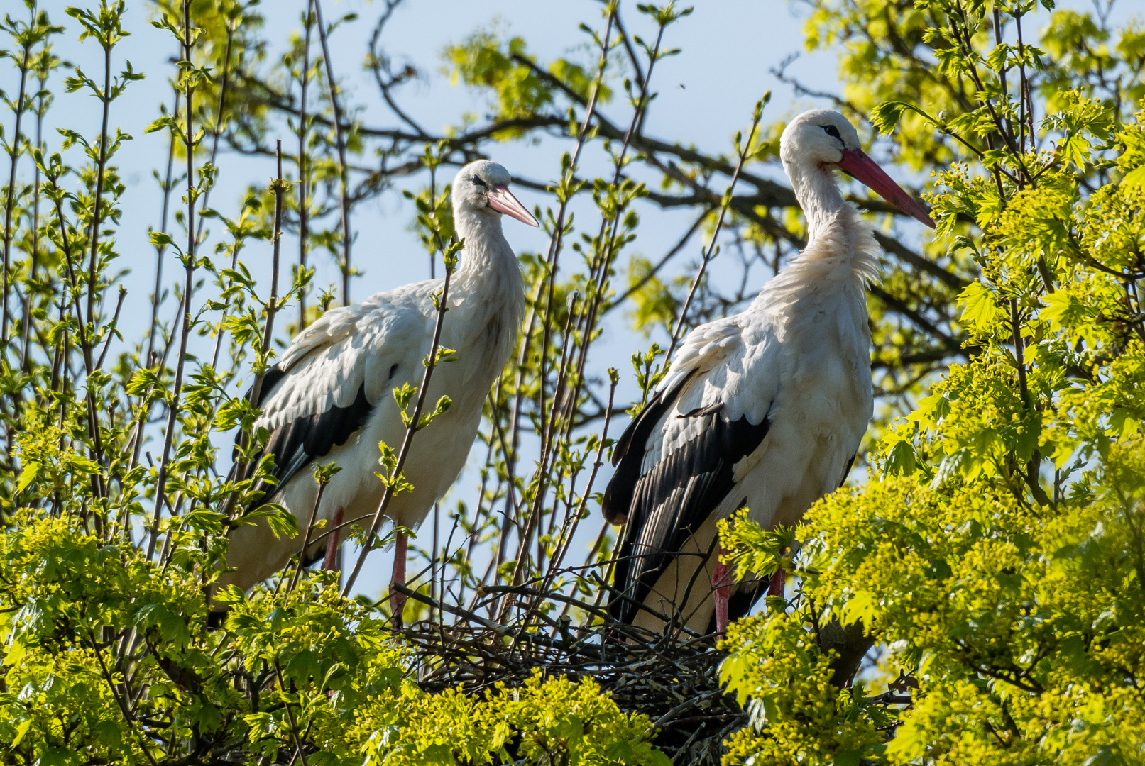 Storchenpaar am Nest