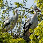 Storchenpaar am Nest