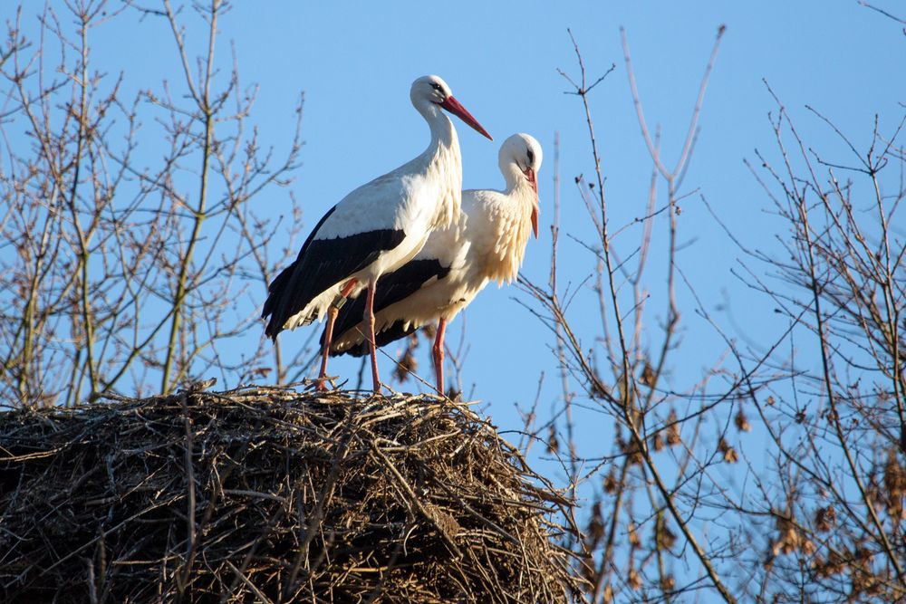 Storchenpaar am Vogelpark in Heppenheim