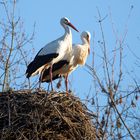 Storchenpaar am Vogelpark in Heppenheim