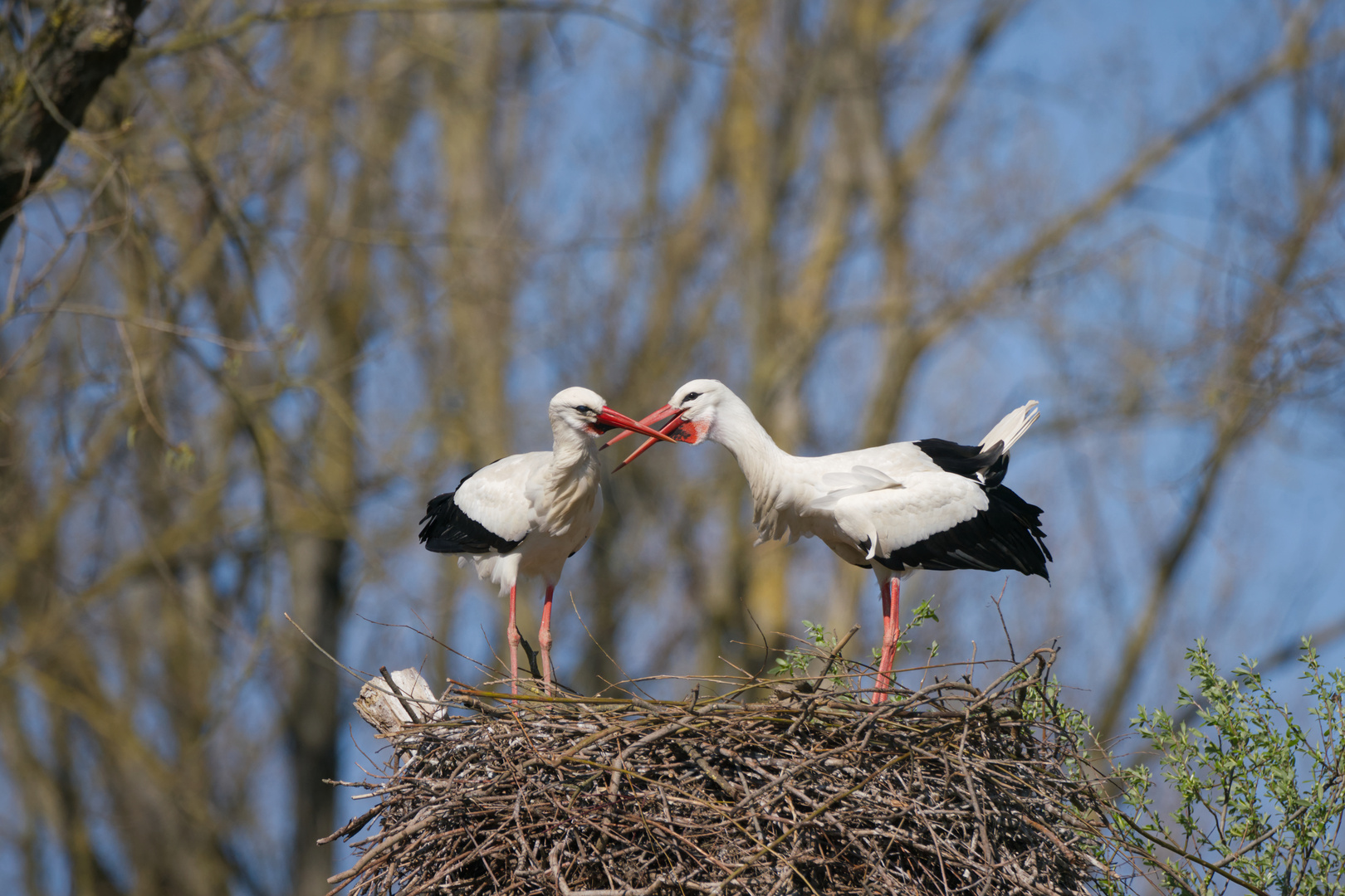 Storchenpaar auf dem Nest