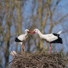 Storchenpaar auf dem Nest