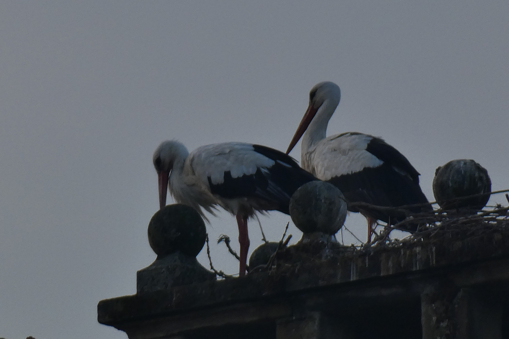 Storchenpaar auf Schloss Heessen