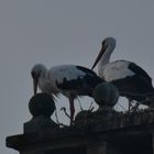 Storchenpaar auf Schloss Heessen