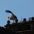 Storchenpaar auf Schloss Heessen