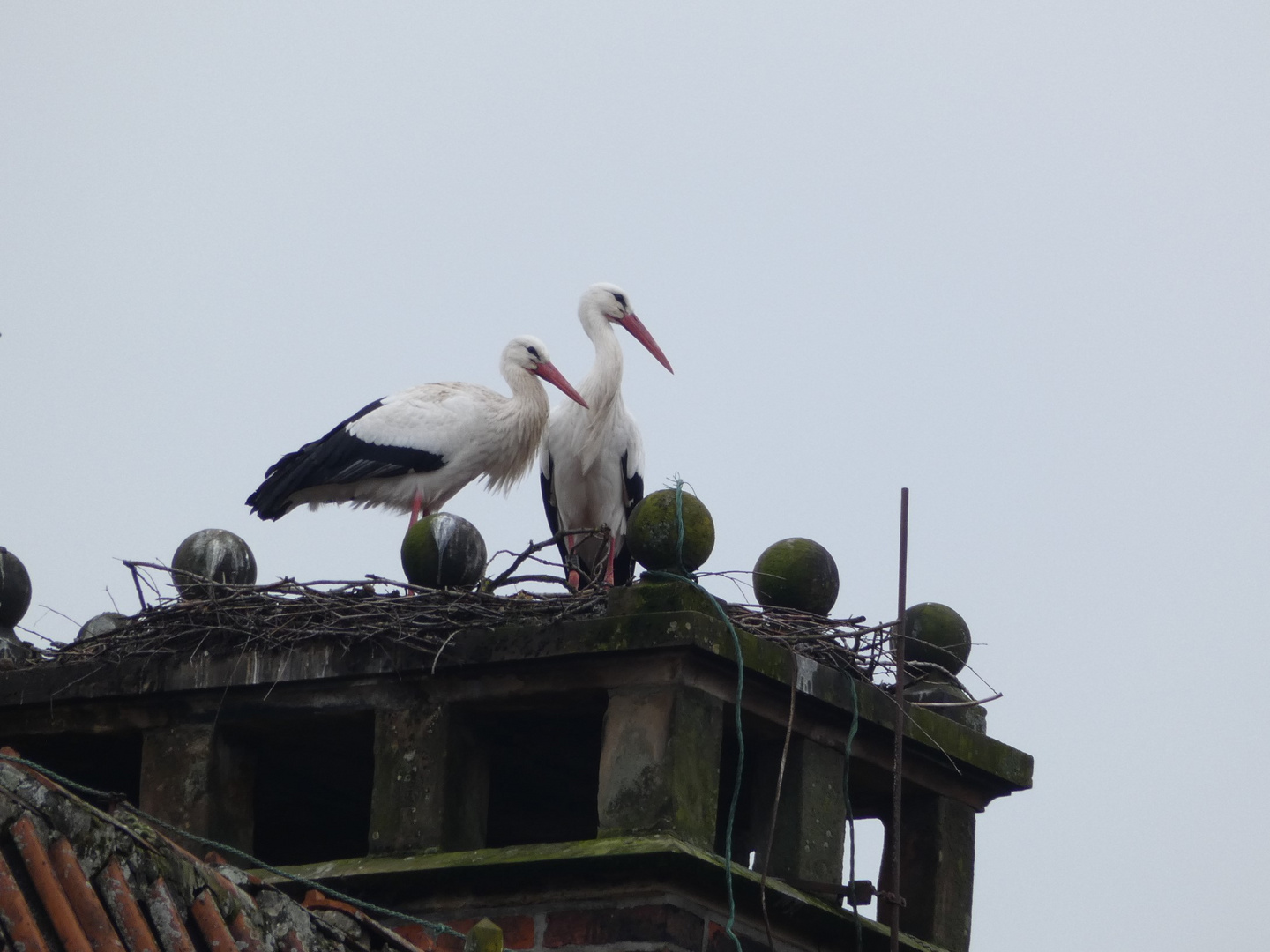 Storchenpaar auf Schloss Heessen in Hamn