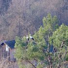 Storchenpaar beim Nestbau