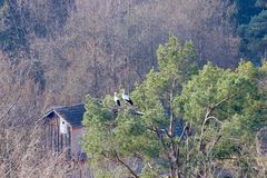 Storchenpaar beim Nestbau