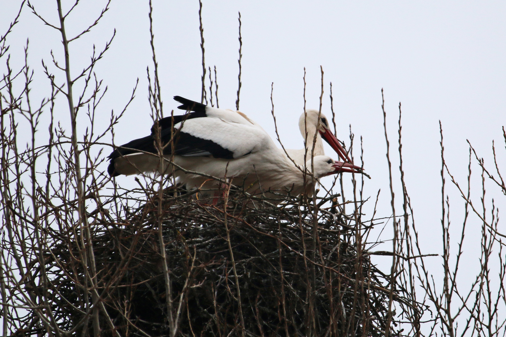 Storchenpaar beim Nestbau