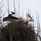 Storchenpaar beim Nestbau