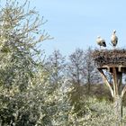 Storchenpaar im Frühling