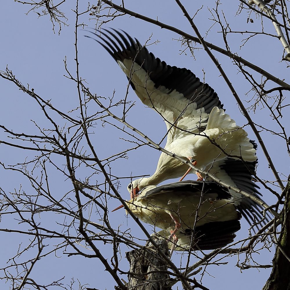 Storchenpaar im Luisenpark