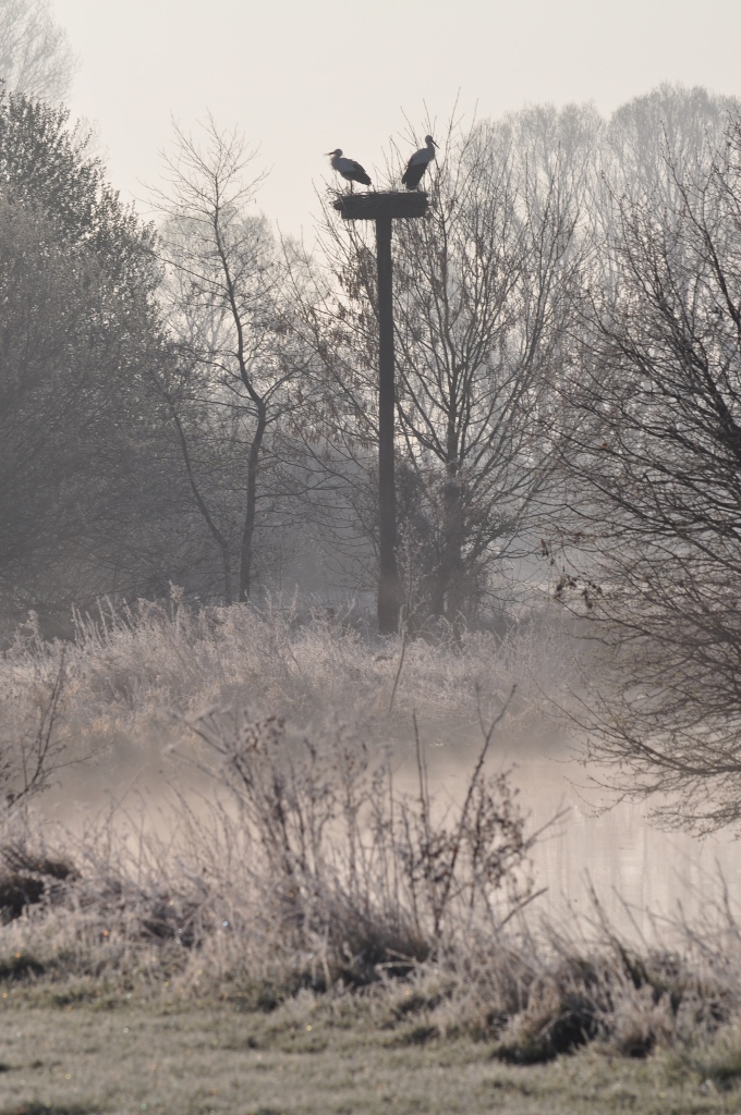 Storchenpaar im Morgennebel an der Ahse