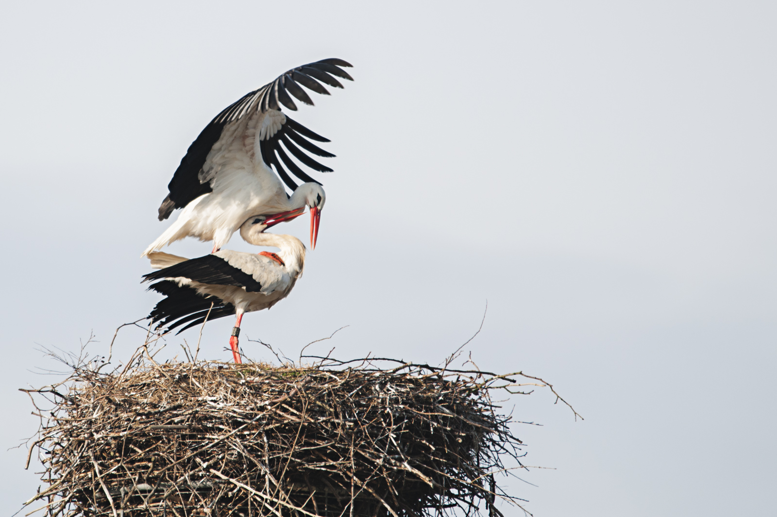 Storchenpaar im Nest