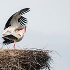 Storchenpaar im Nest