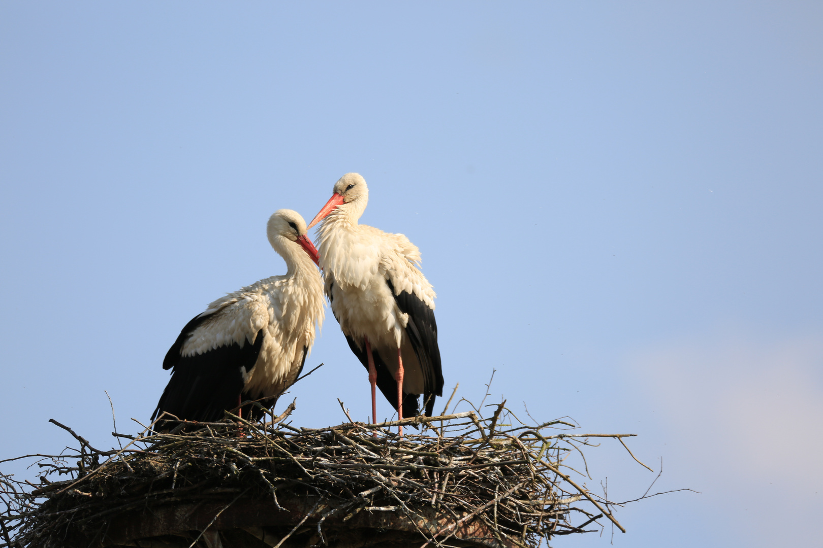 Storchenpaar im nest