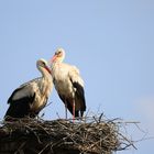 Storchenpaar im nest