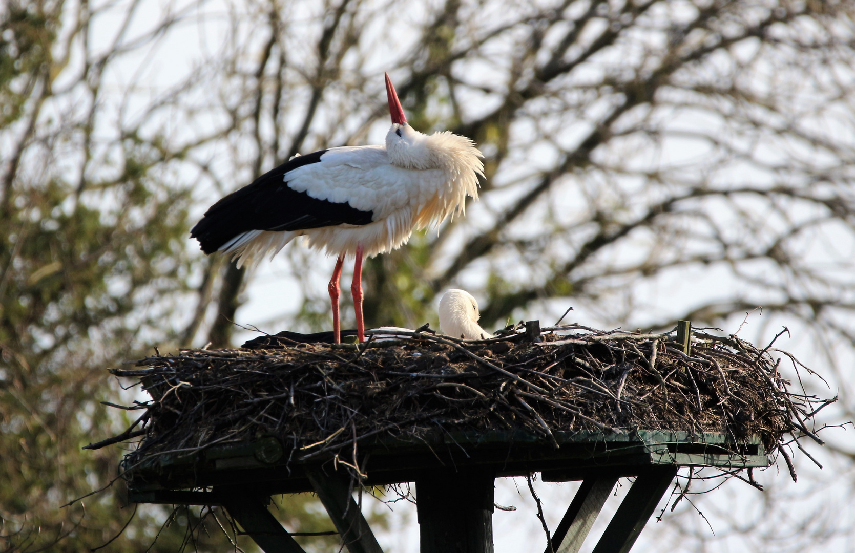 Storchenpaar im Nest.