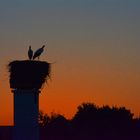 Storchenpaar im Nest