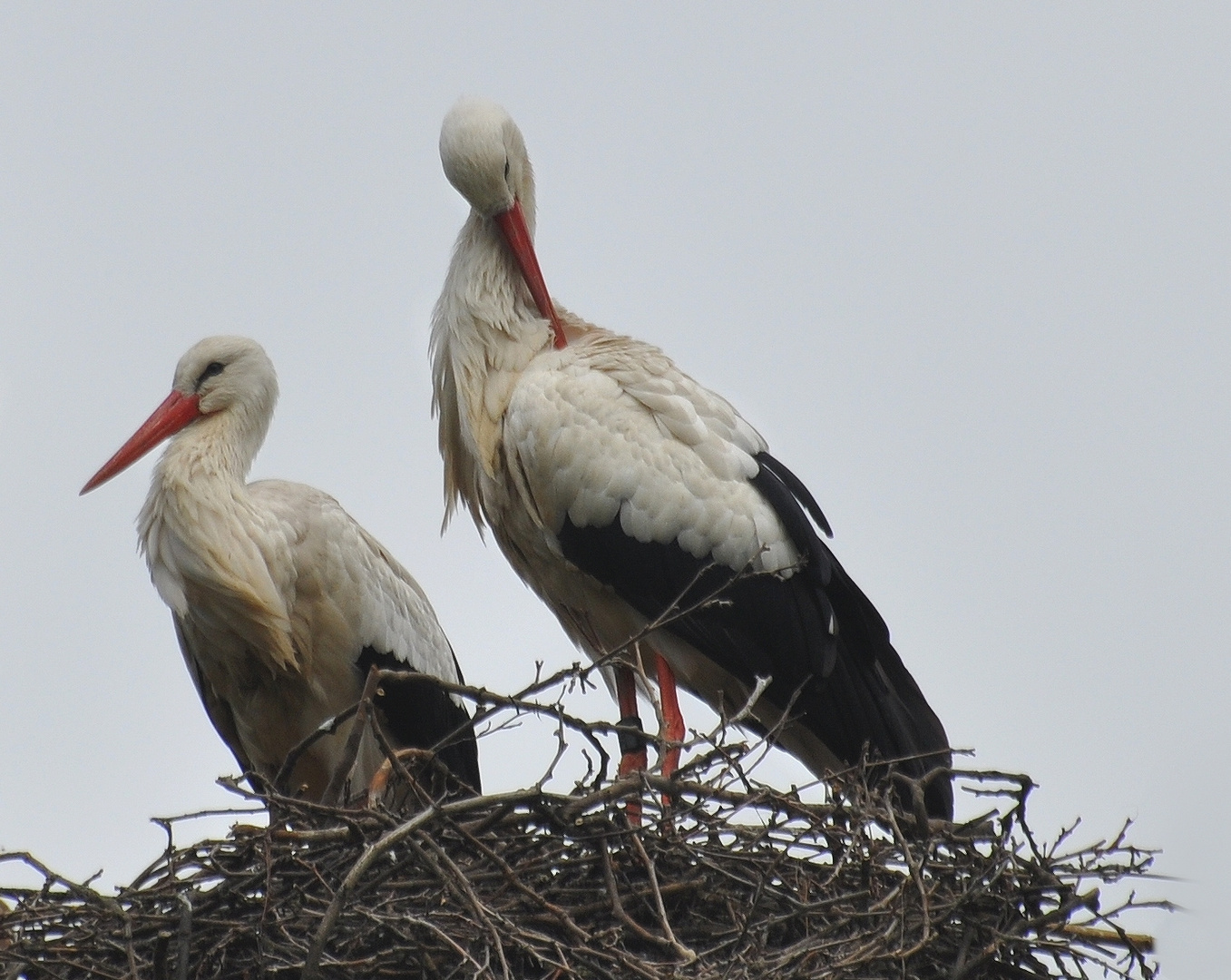 Storchenpaar im Nest...