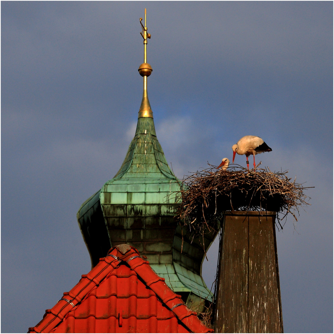 Storchenpaar im neuen Horst.