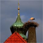 Storchenpaar im neuen Horst.