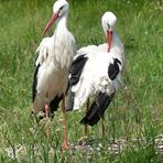 Storchenpaar im Vogelpark Marlow ...