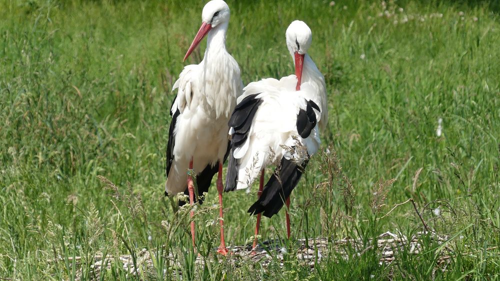 Storchenpaar im Vogelpark Marlow ...