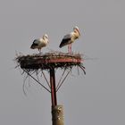 Storchenpaar in den Ahsewiesen bei Hultrop