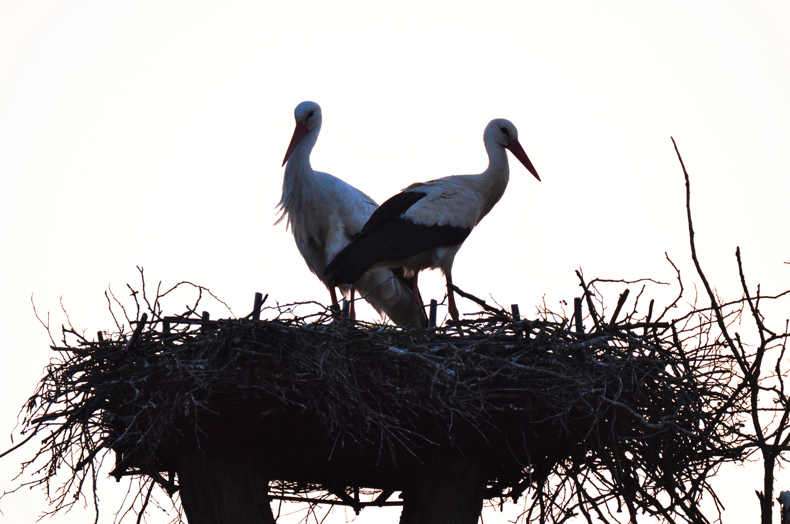 Storchenpaar in der Abenddämmerung