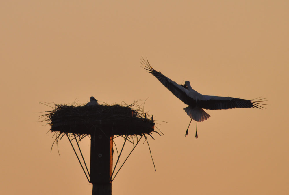 Storchenpaar in der Disselmersch bei Lippborg