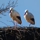 Storchenpaar in der Sonne