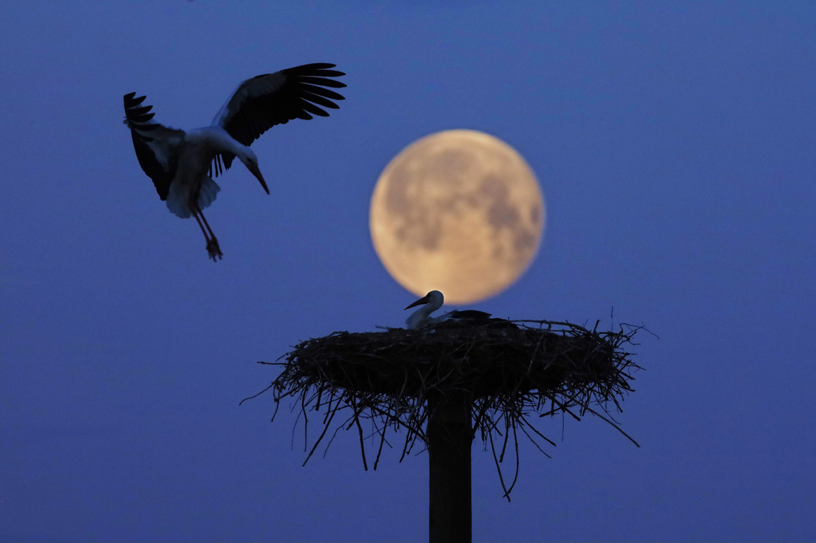 Storchenpaar vor dem Supermond