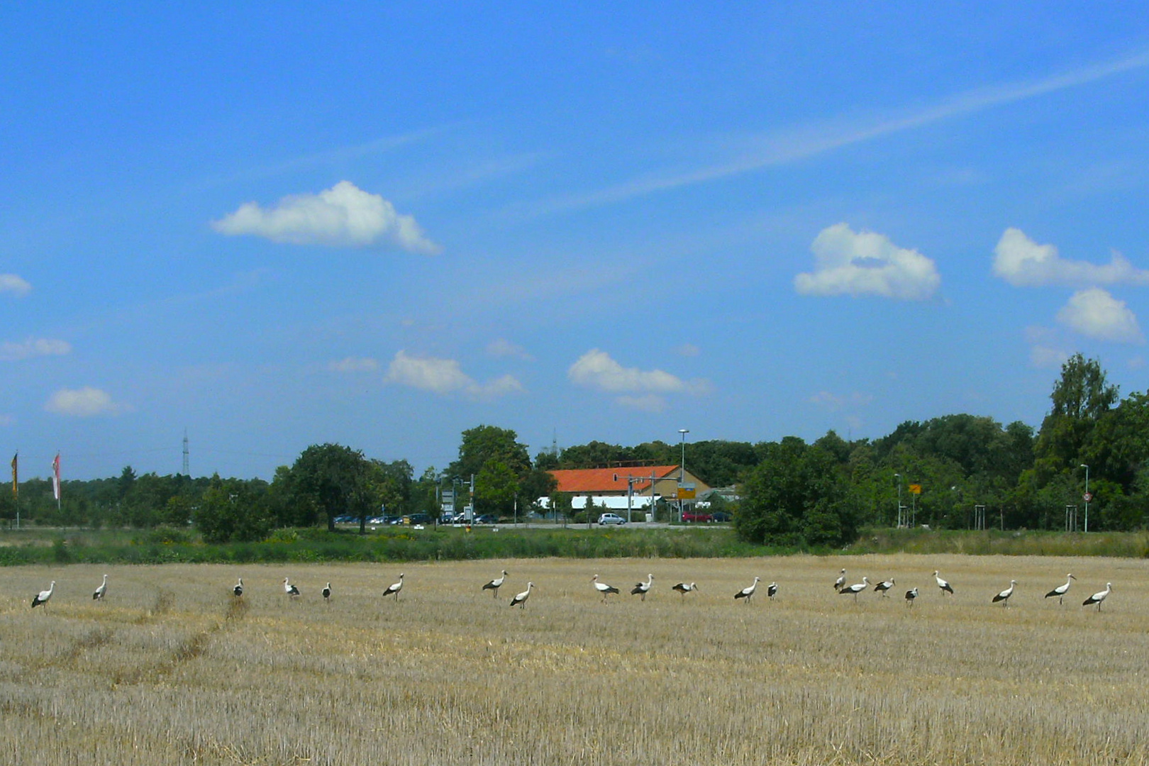 Storchenparade im späten Sommer 1