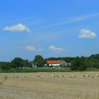 Storchenparade im späten Sommer 1