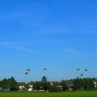 Storchenparade im späten Sommer 15